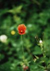 kleiner Mohn